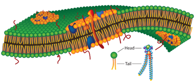 lipid rafts